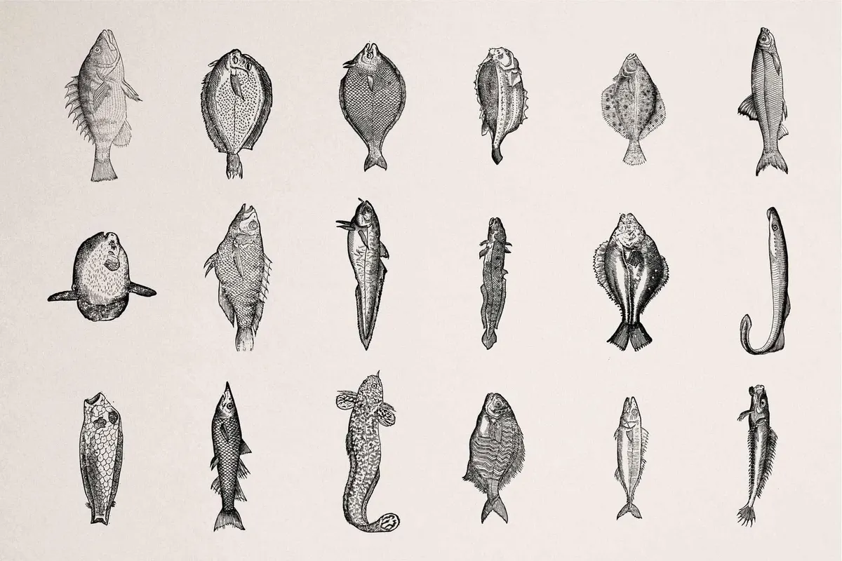 Fish Illustrations