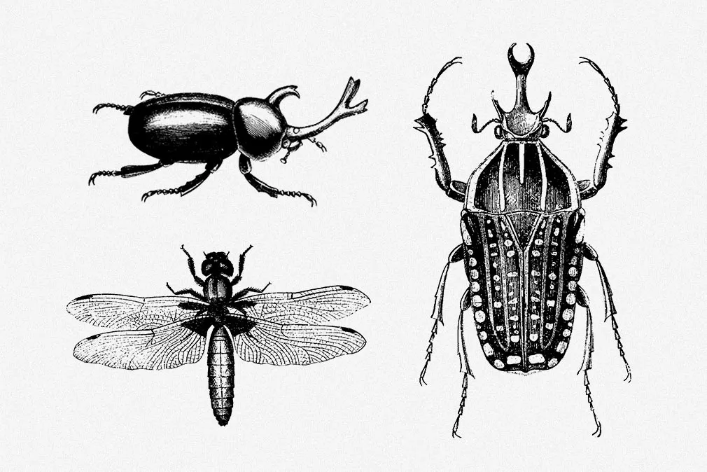 Insecta Vector Illustrations Set