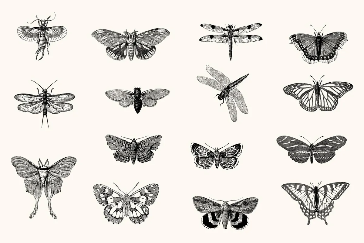 Insects – Vintage Engraving Illustrations