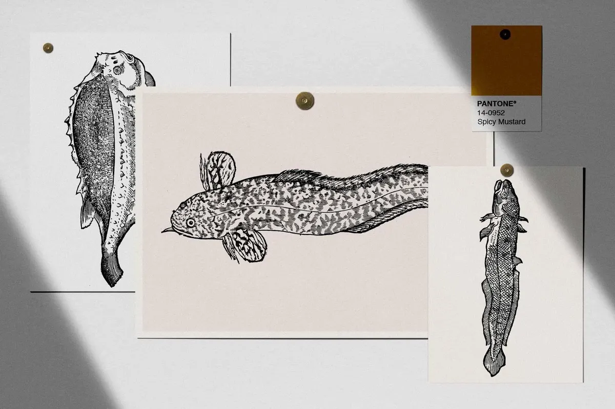 Fish Illustrations