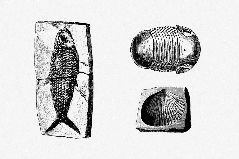 Fossils Vector Illustrations Set