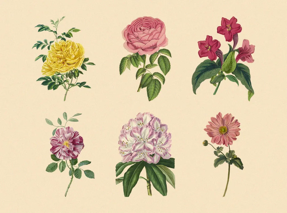 Vintage Herbarium Illustrations