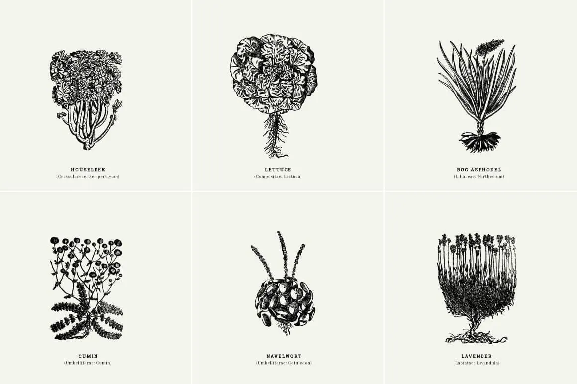 Botanical Illustrations