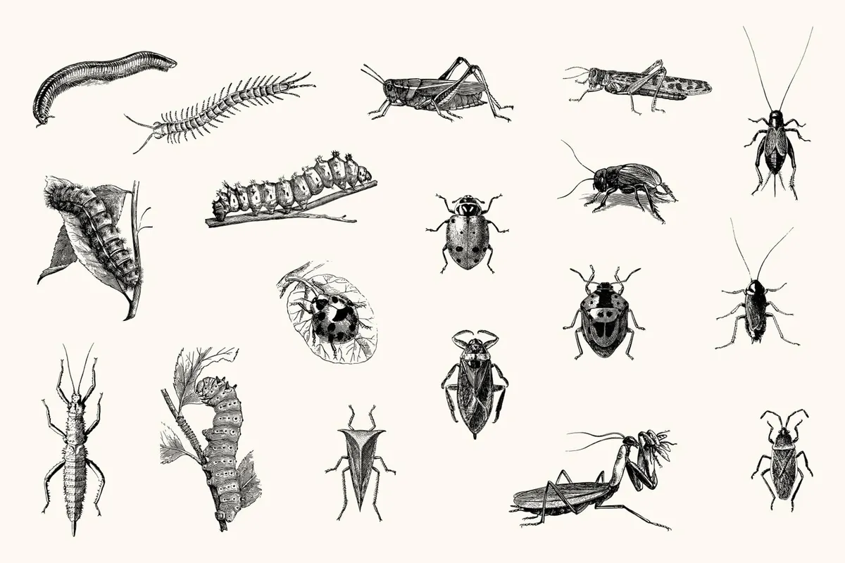 Insects – Vintage Engraving Illustrations