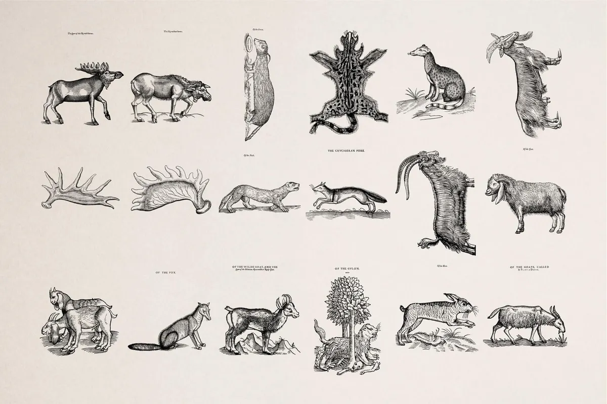 Four Footed Beasts and Animals
