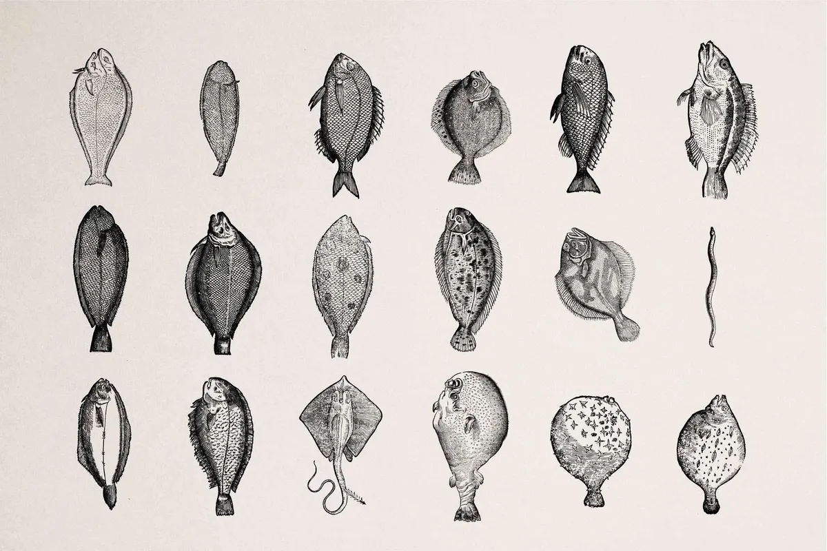 Fish Illustrations