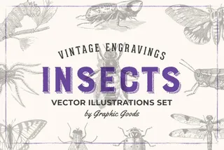 Insects – Vintage Engraving Illustrations