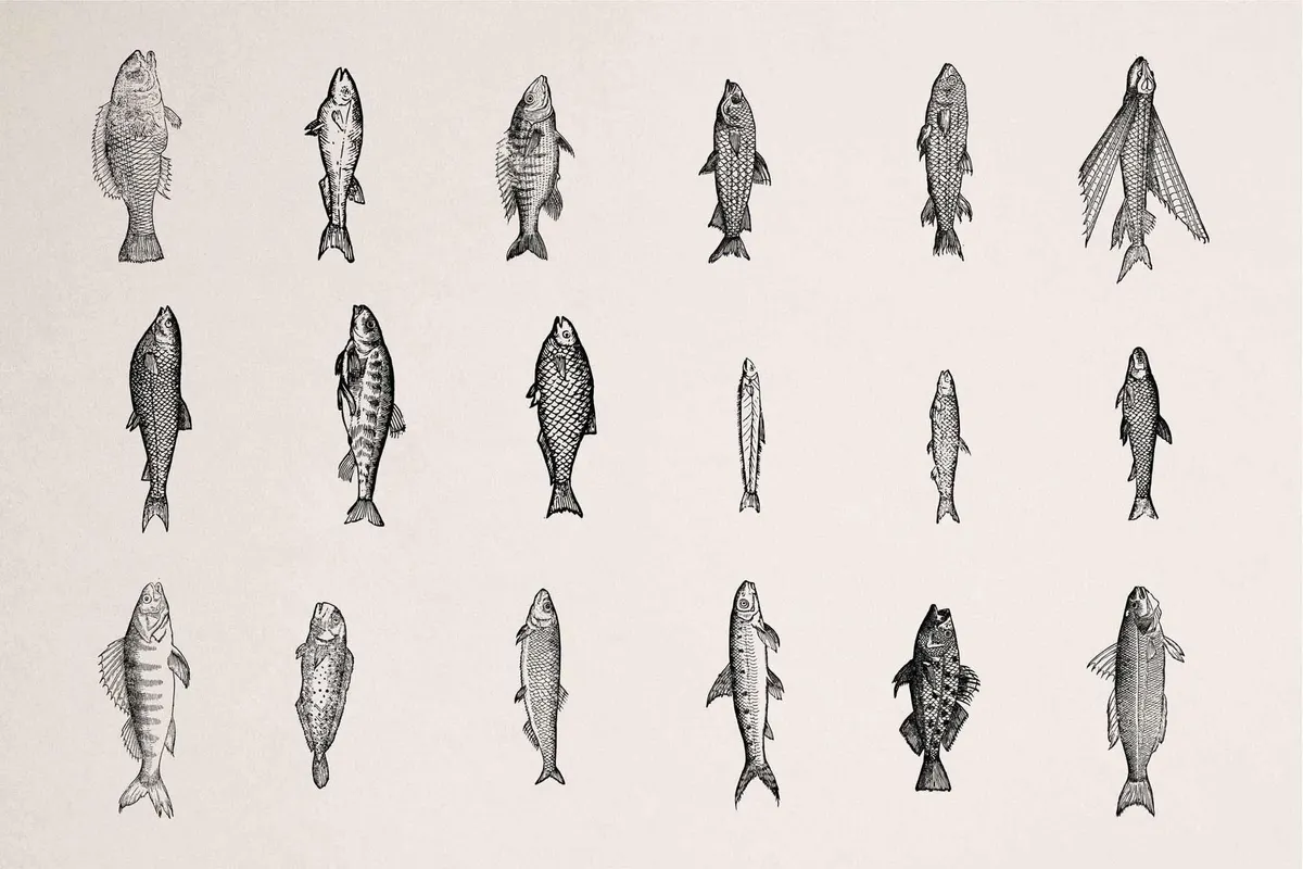 Fish Illustrations