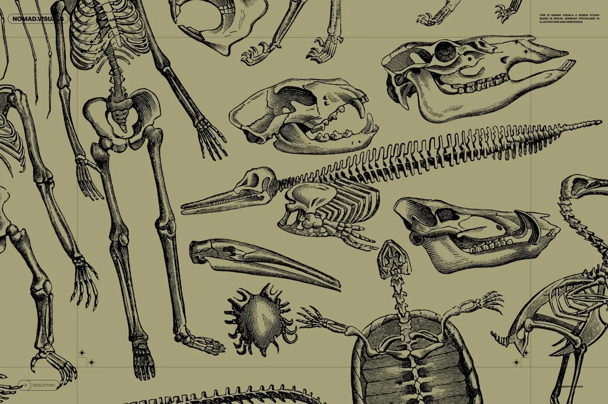Skeletons & Bones Vector Set