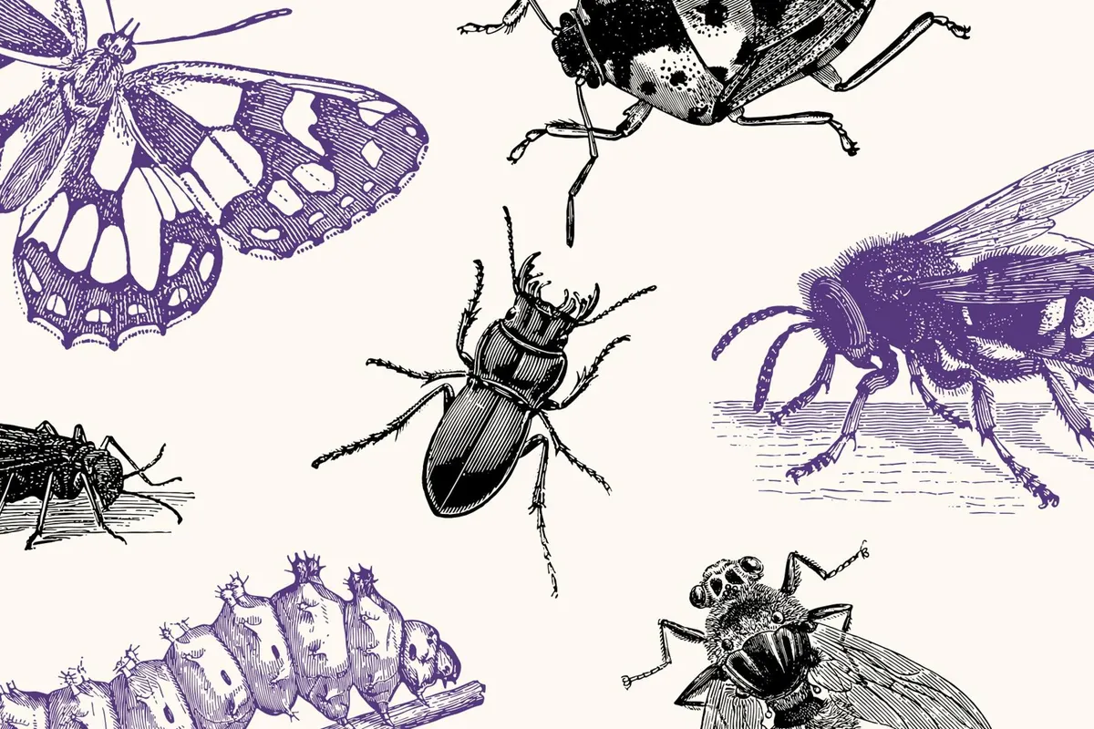 Insects – Vintage Engraving Illustrations