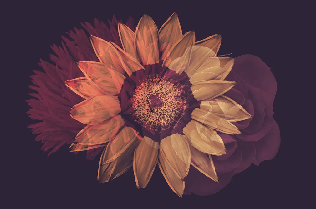 Flower Photoshop Brushes