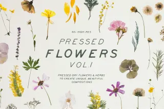 Pressed Dry Flowers & Herbs