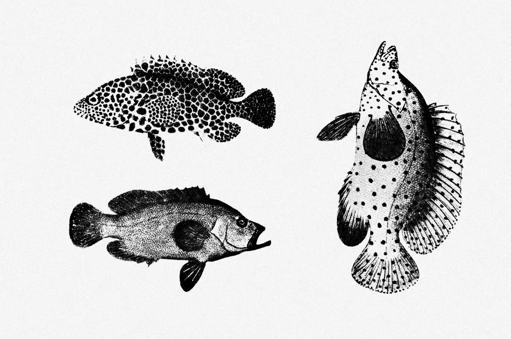 Fishes Vector Illustrations Set