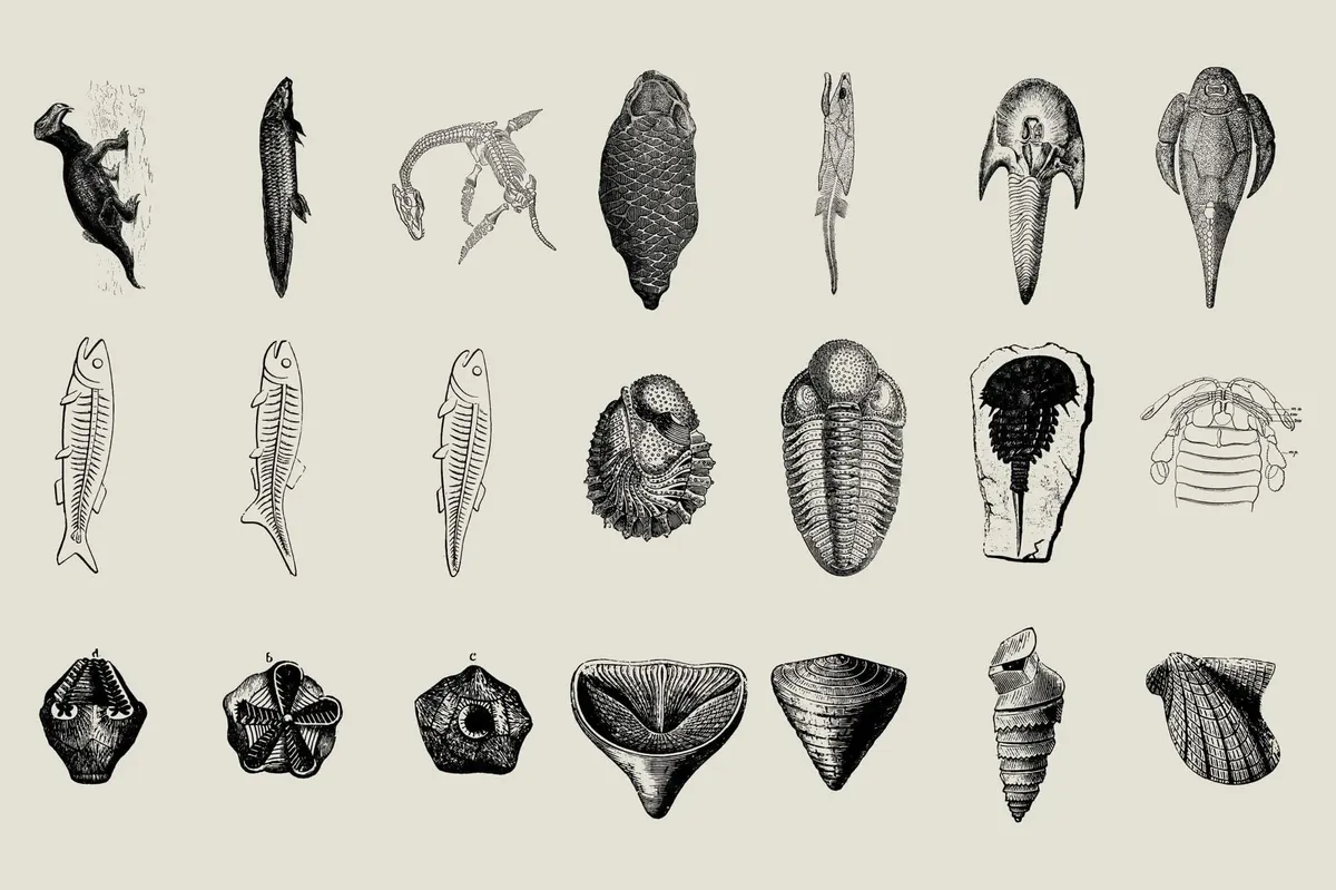 Dinosaurs and Fossils
