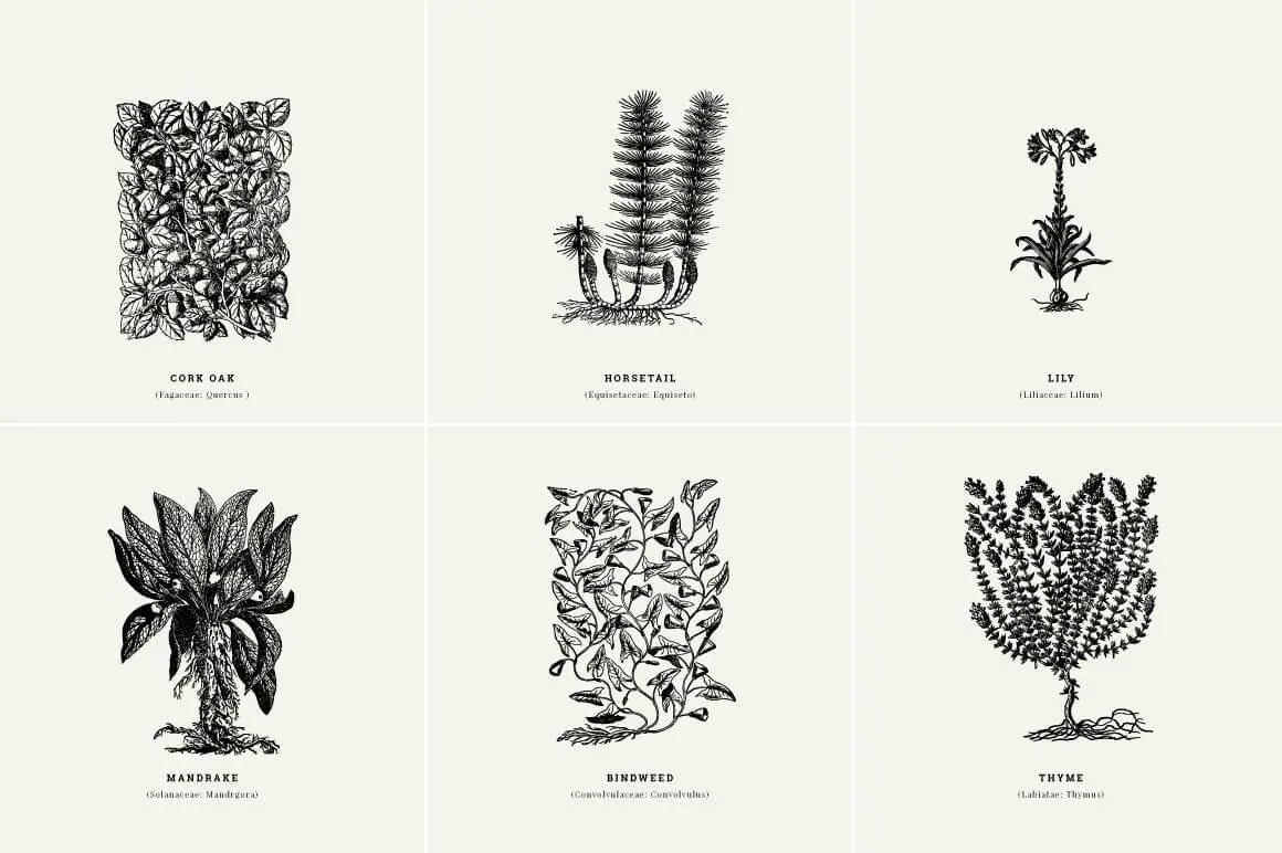 Botanical Illustrations