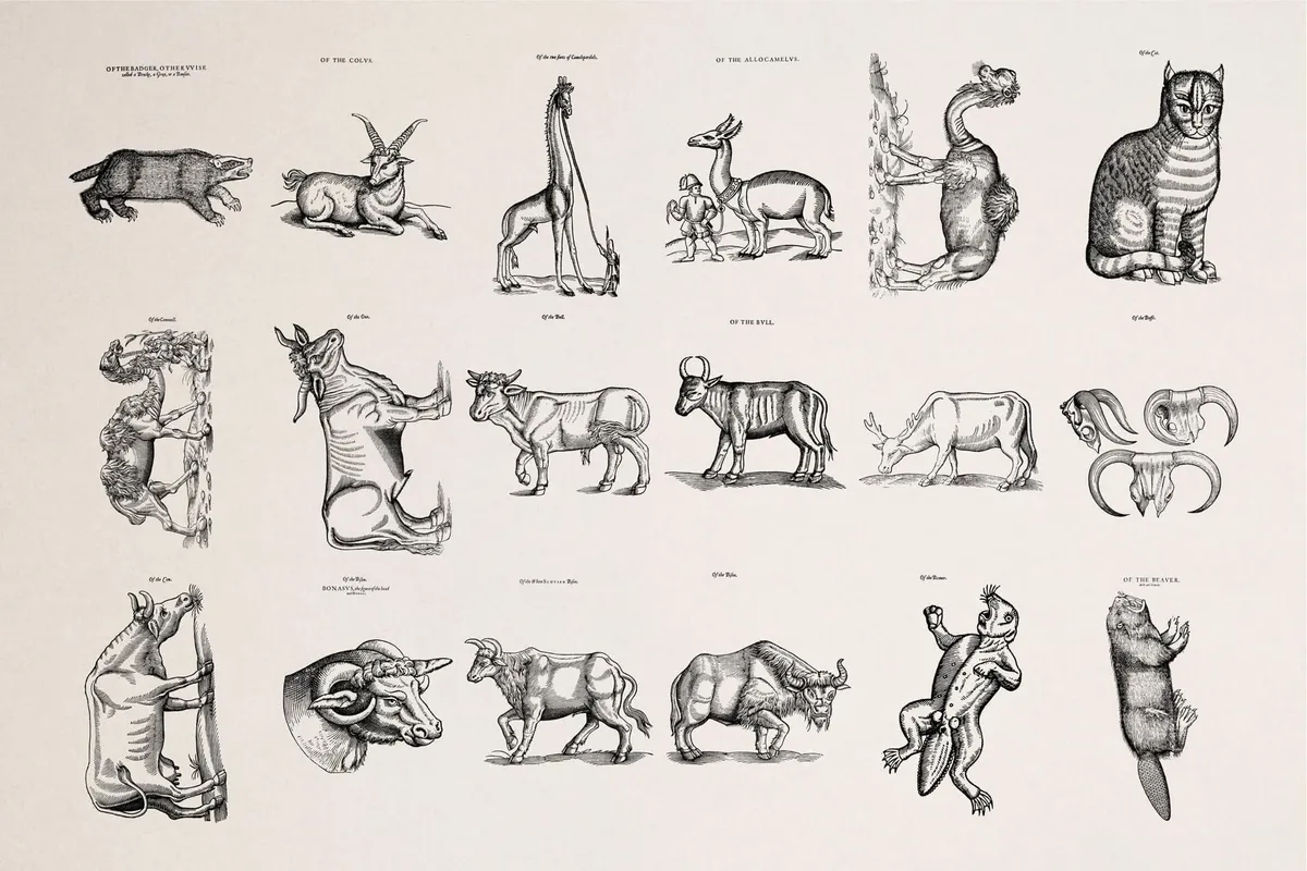 Four Footed Beasts and Animals