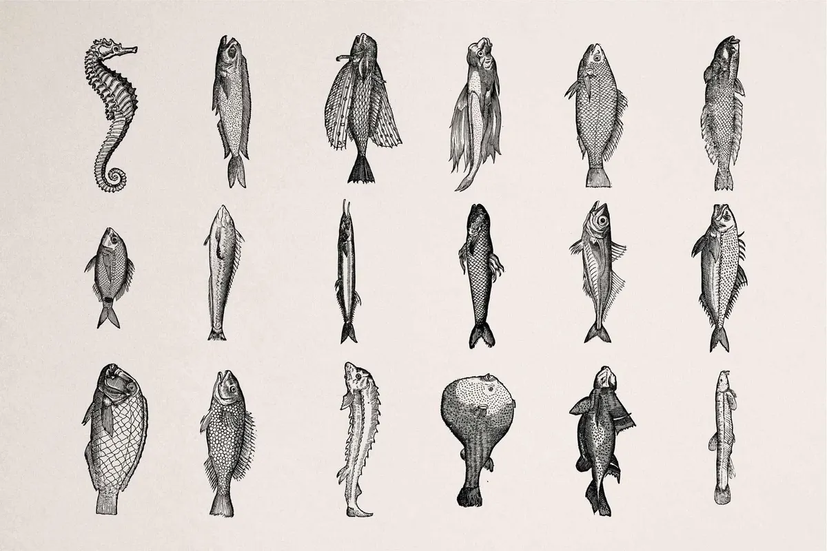 Fish Illustrations