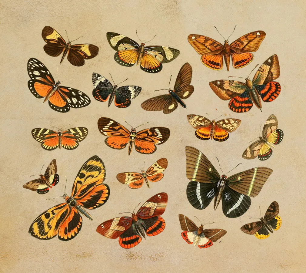 Tropical Vintage Graphic Set