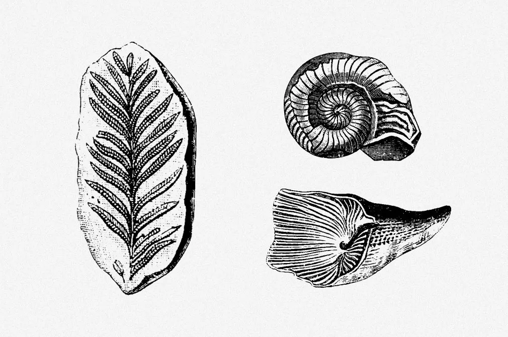 Fossils Vector Illustrations Set