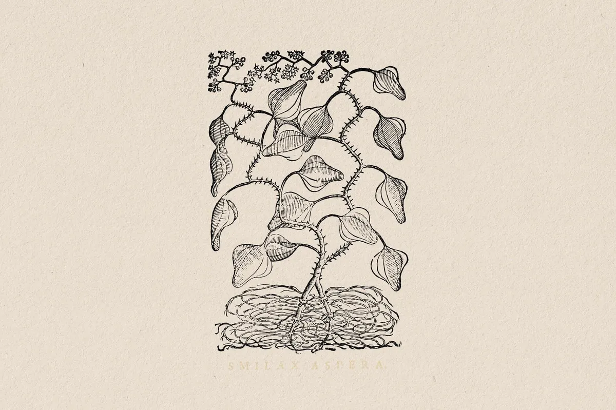 Botanical Illustrations