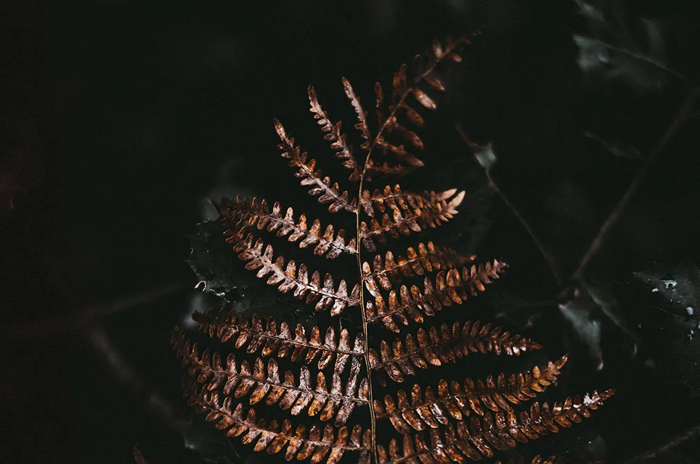 Cinematic Lightroom Presets