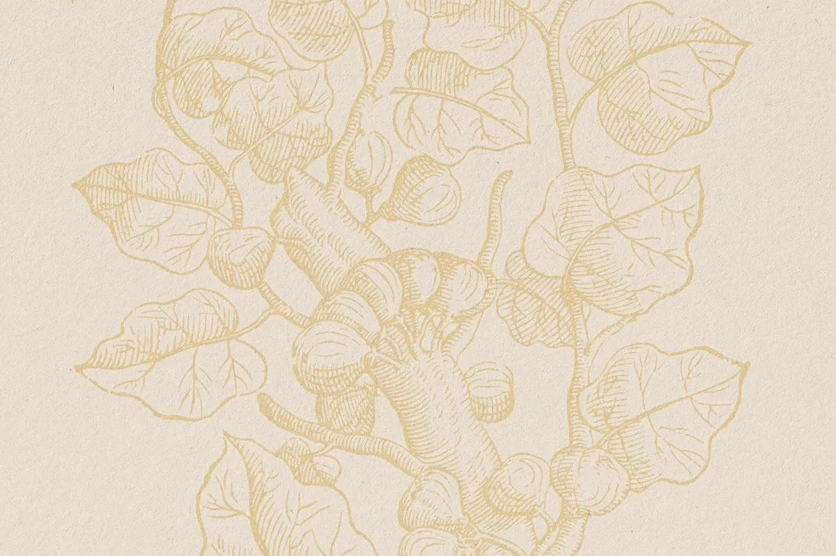Botanical Illustrations