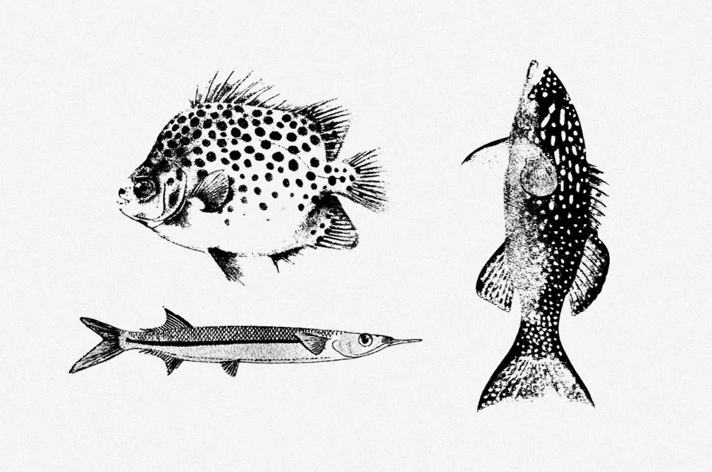 Fishes Vector Illustrations Set