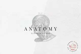 Anatomy Illustrations