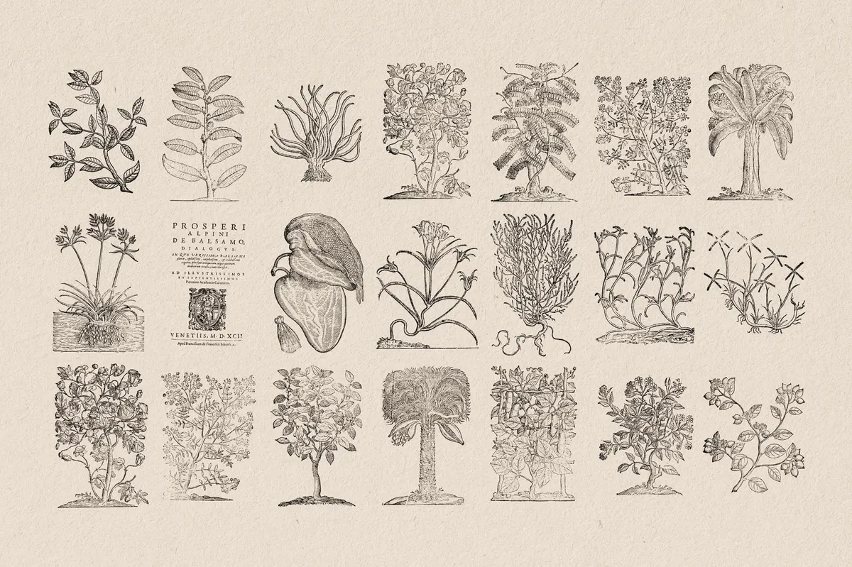 Botanical Illustrations