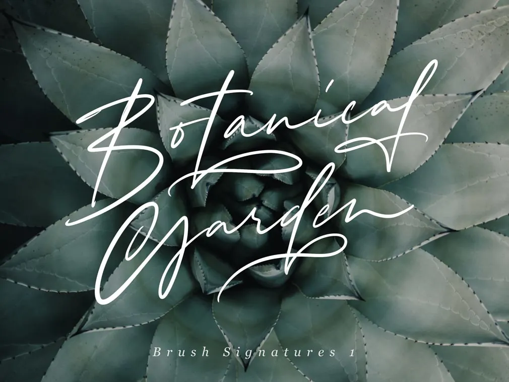 Calligraphy Procreate Brush