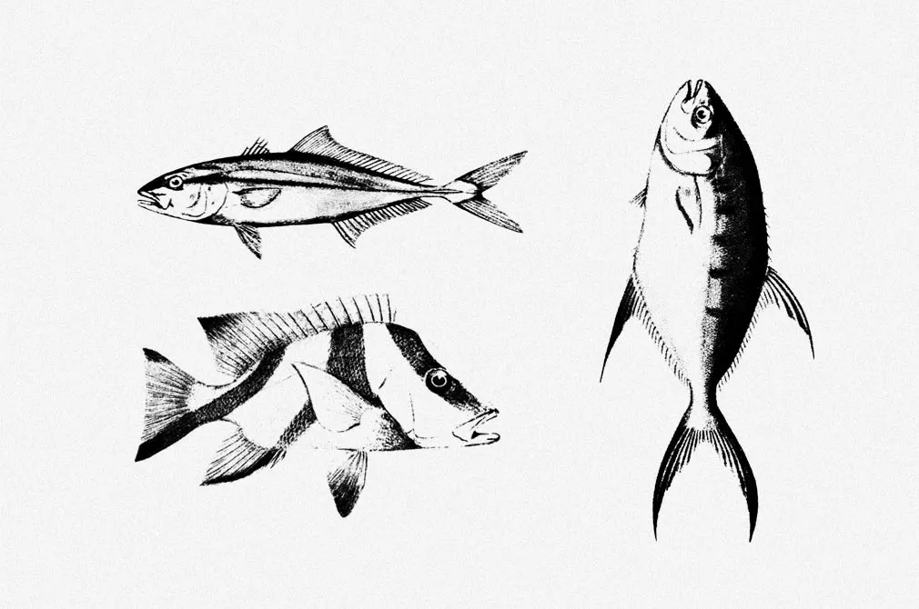 Fishes Vector Illustrations Set