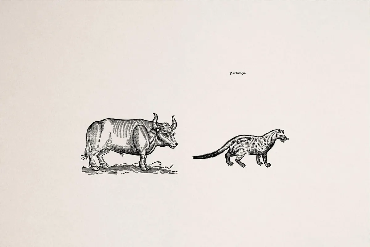 Four Footed Beasts and Animals