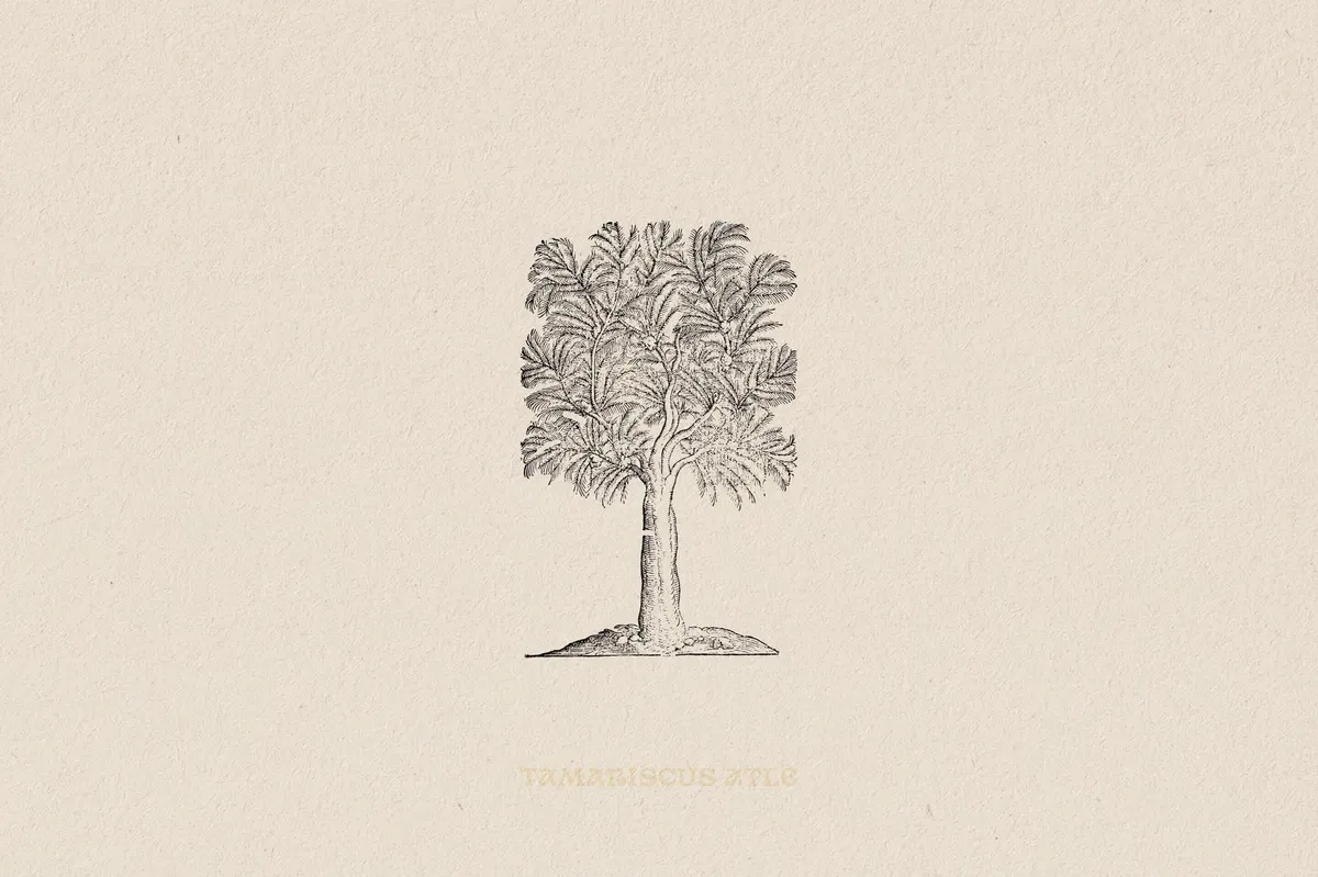 Botanical Illustrations