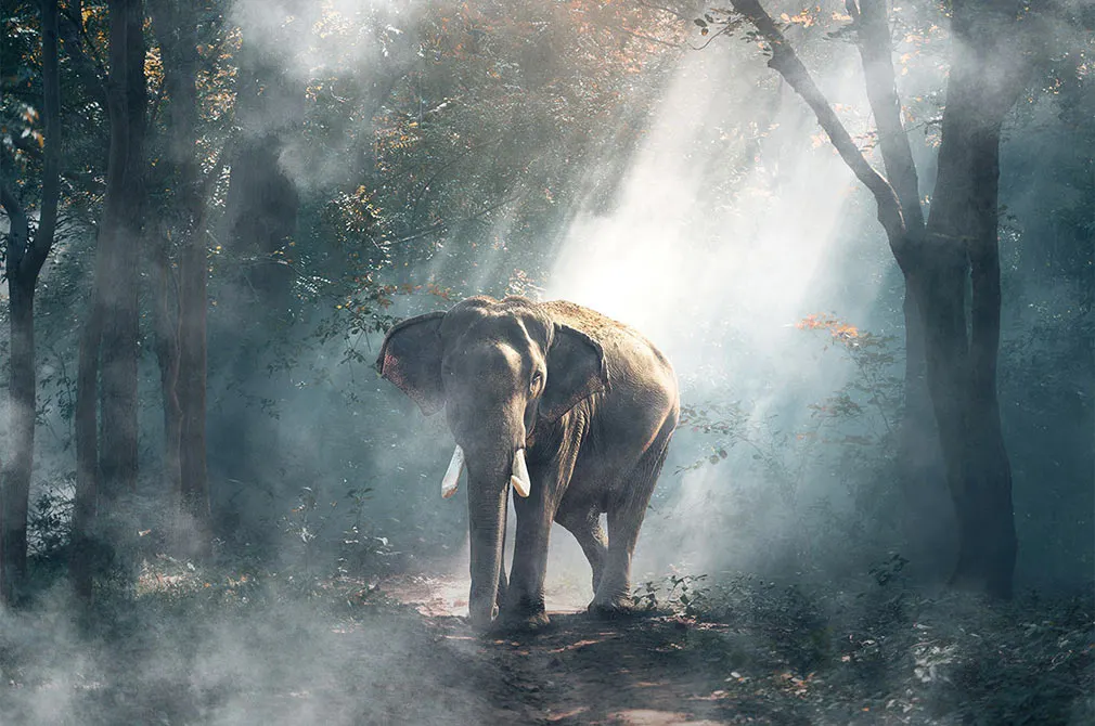 Mysterious Fog Overlays