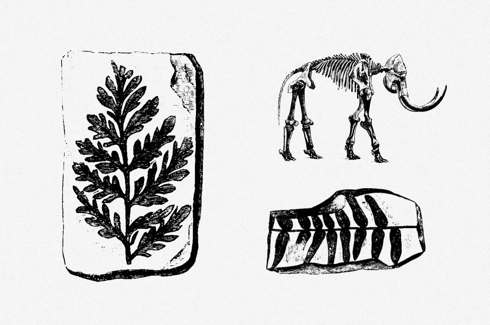 Fossils Vector Illustrations Set