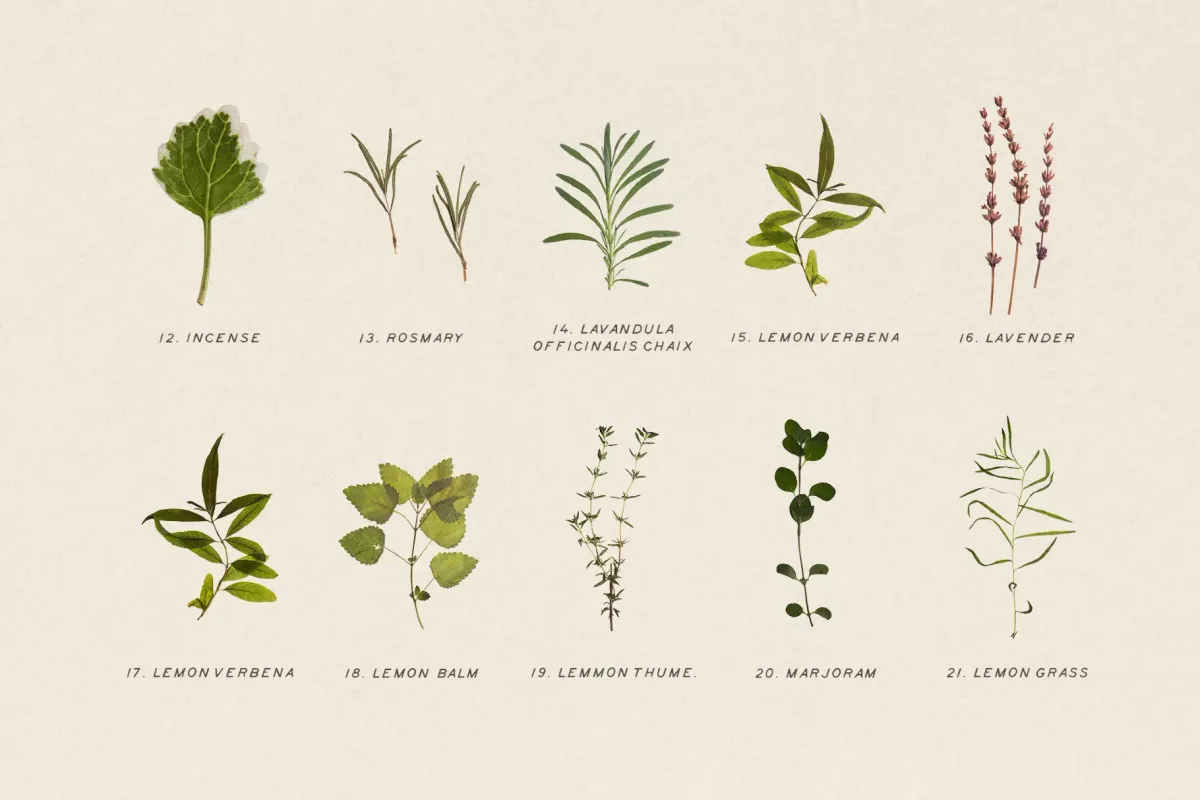 Dried Green Leaves Clipart