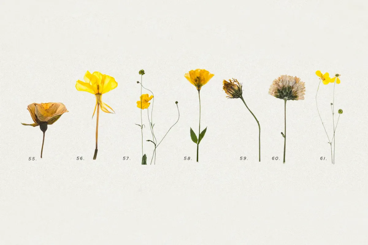 Pressed Dry Flowers & Herbs