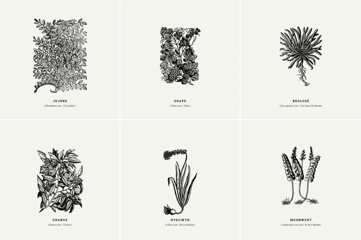 Botanical Illustrations
