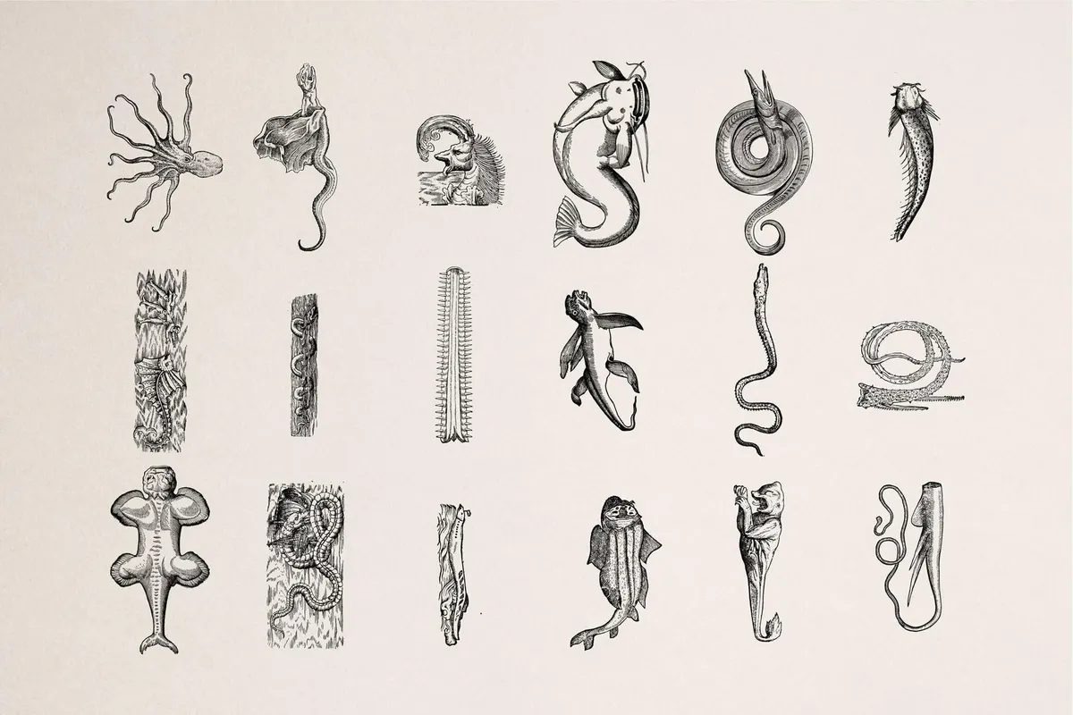 Fantastic Beasts Illustrations