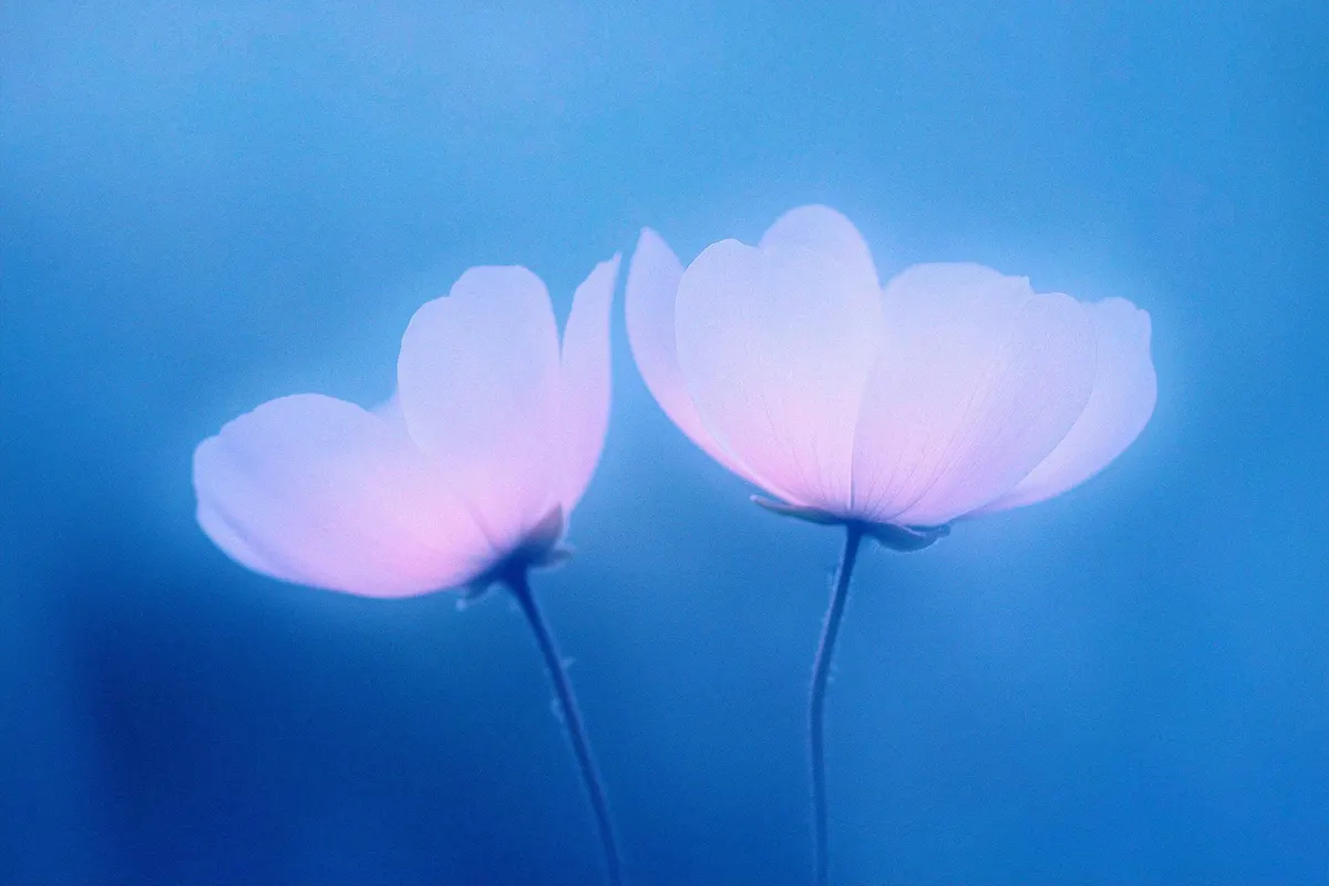 Abstract Blurred Flower Textures