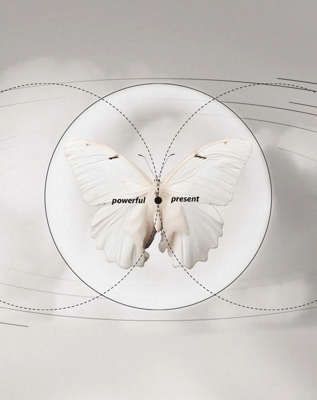 Harmony — Textures And Infographic Set