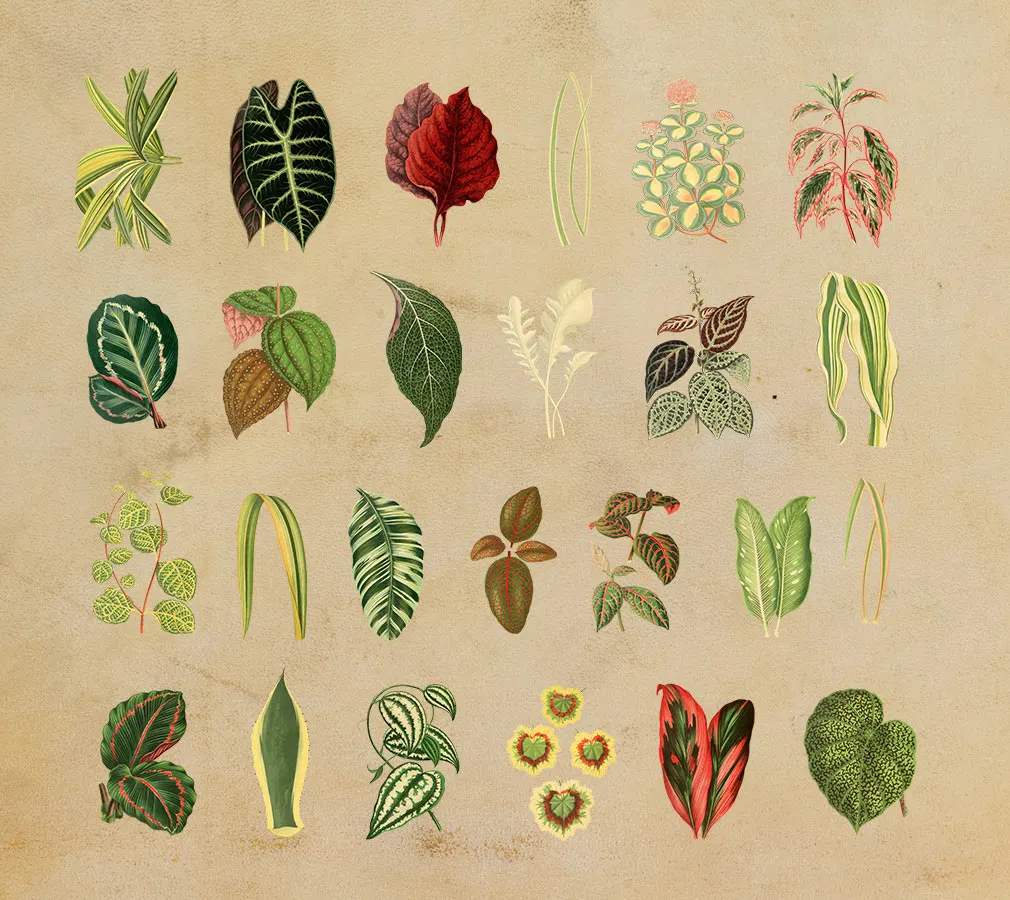Tropical Vintage Graphic Set