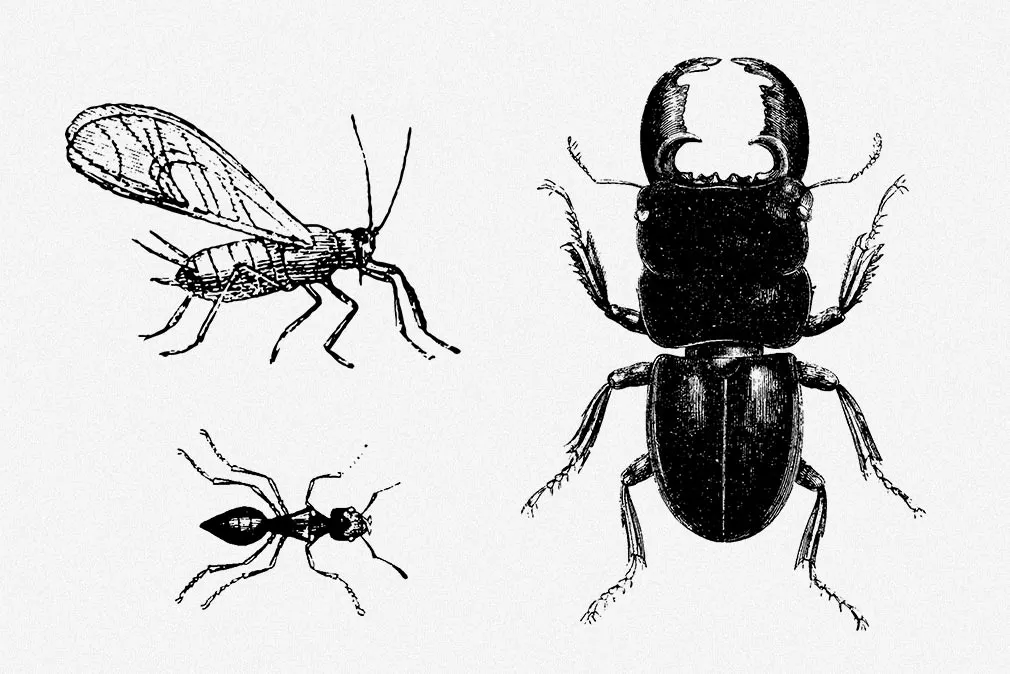 Insecta Vector Illustrations Set