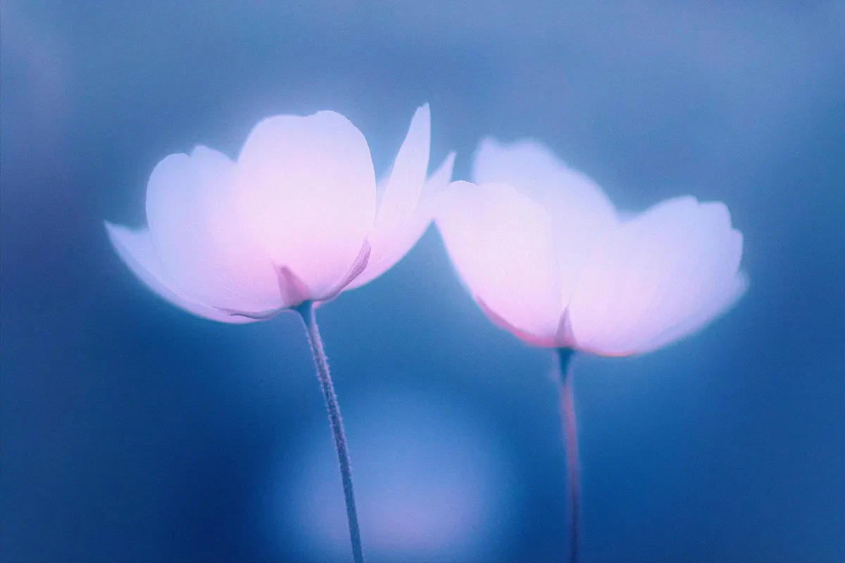 Abstract Blurred Flower Textures