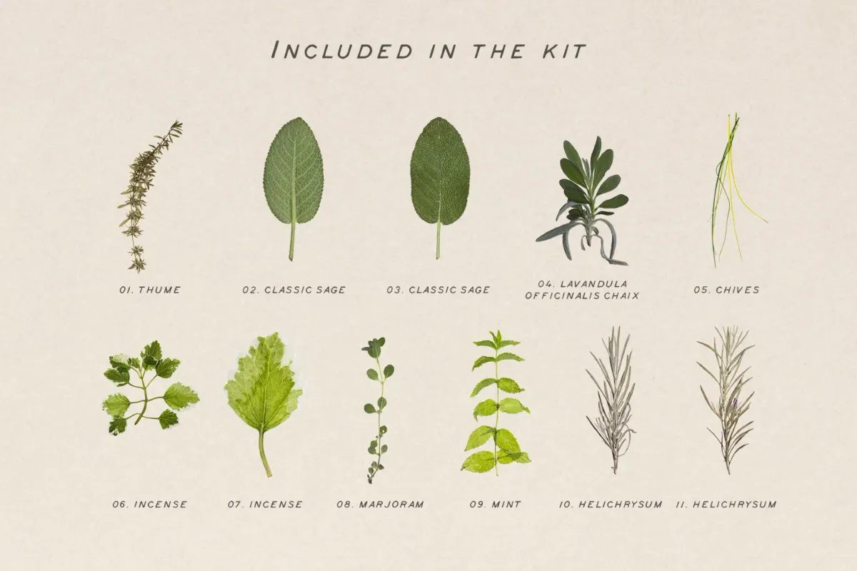 Dried Green Leaves Clipart