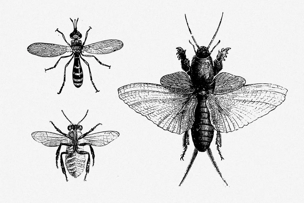 Insecta Vector Illustrations Set