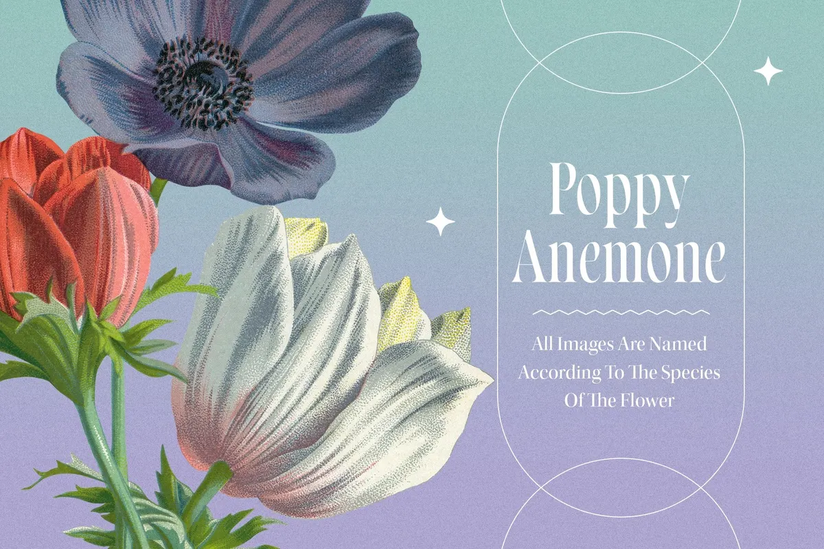 Atlas of Flowers — Botanical Art Set
