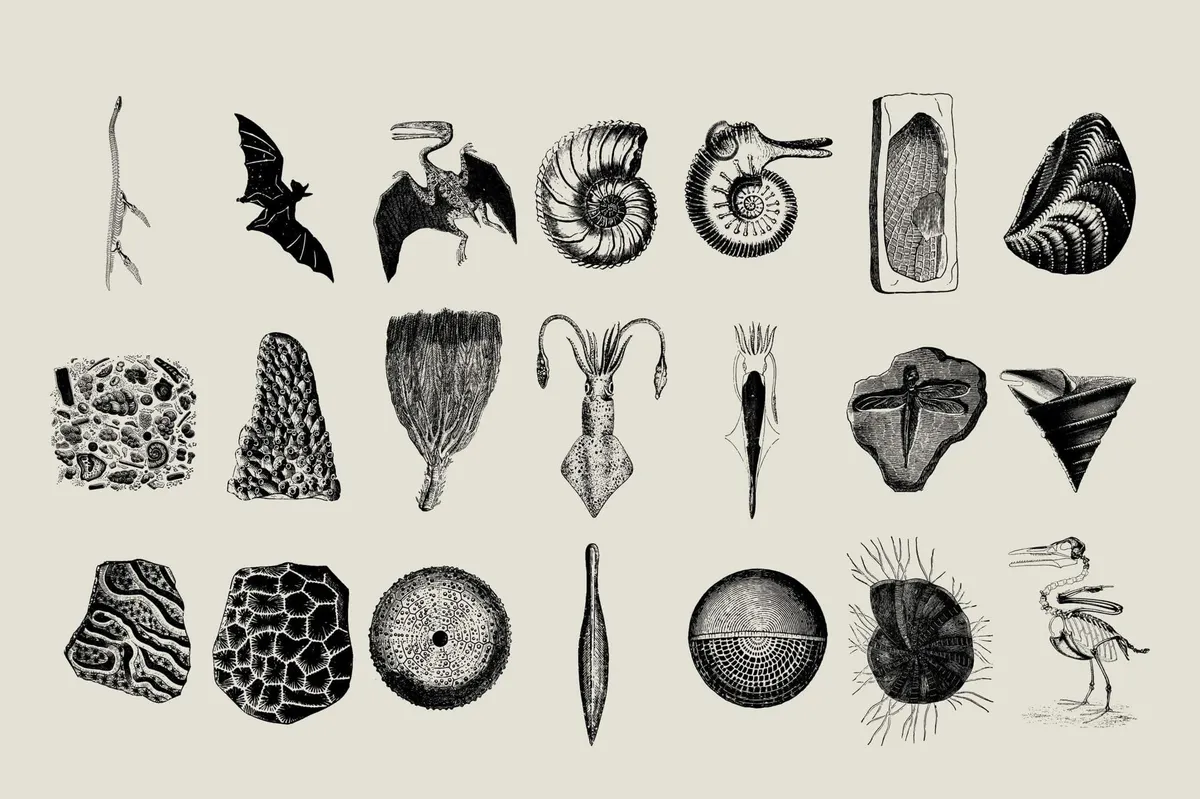 Dinosaurs and Fossils