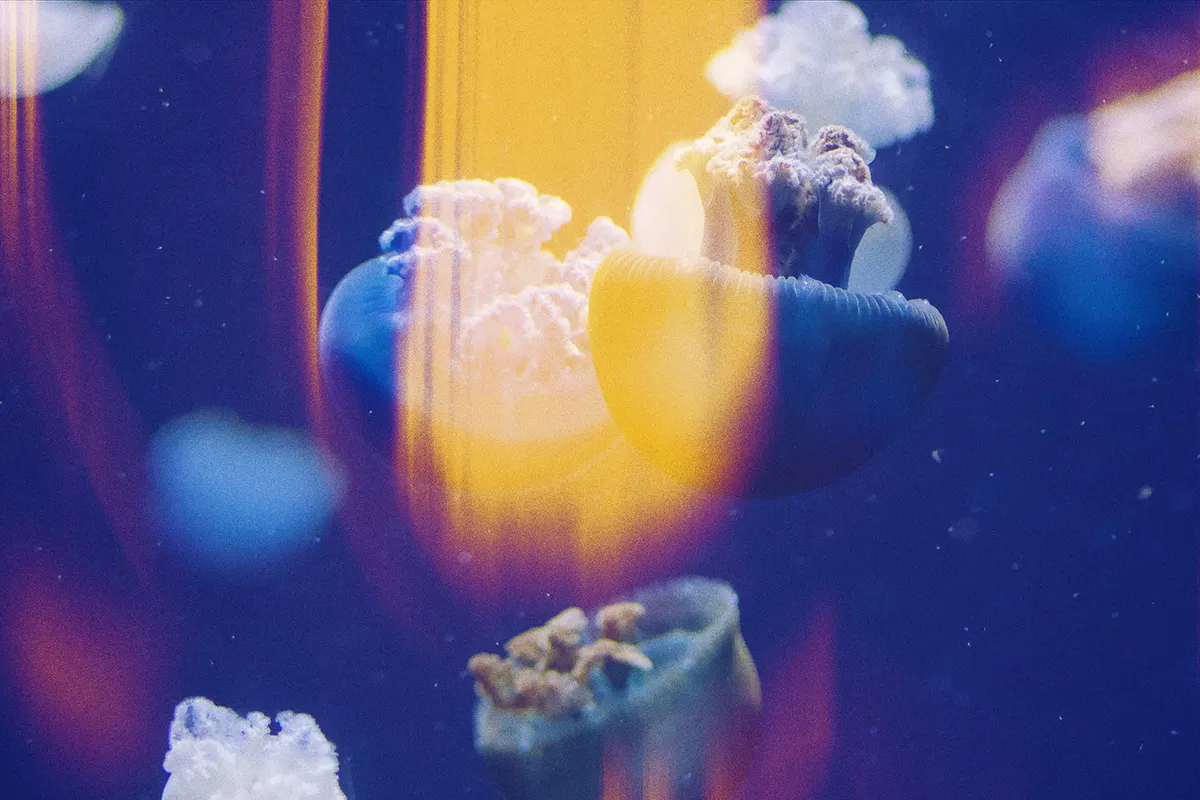 Aura Leaks Photo Effect