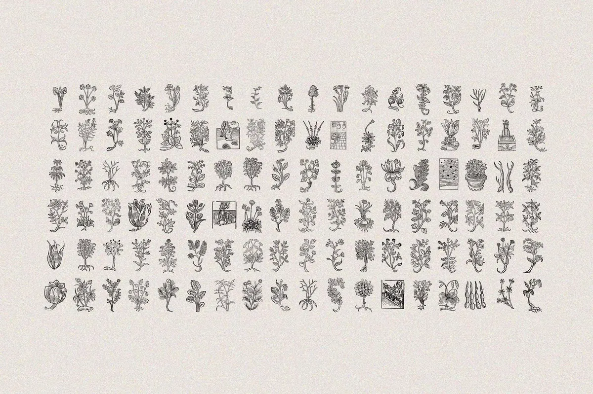 Herbarium Medieval Botany Collection